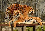 Toronto Zoo